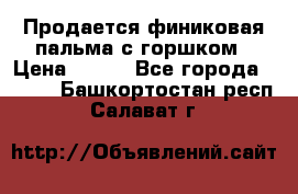 Продается финиковая пальма с горшком › Цена ­ 600 - Все города  »    . Башкортостан респ.,Салават г.